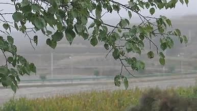 农村杏树玉米地包谷道路下雨视频的预览图